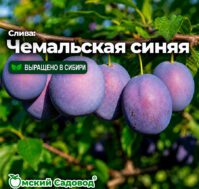 Питомник Омский Садовод