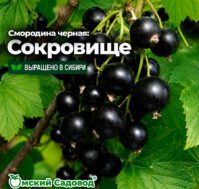 Питомник Омский Садовод