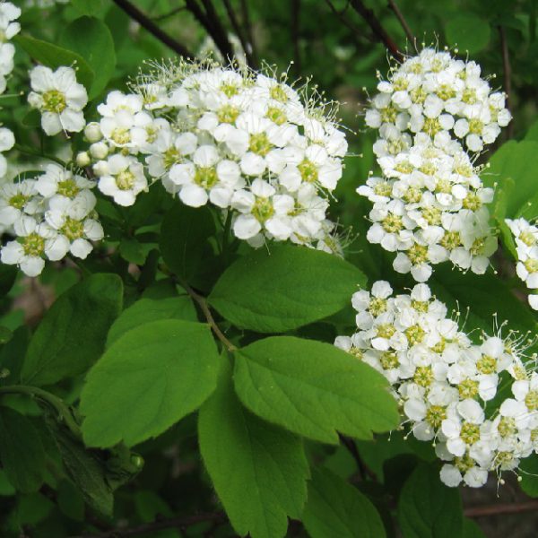 Сперея средняя. Питомник Омский Садовод.