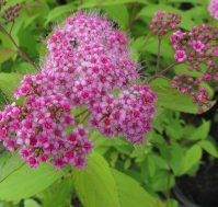 Спирея японская: Макрофилла. Питомник Омский Садовод.