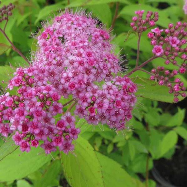 Спирея японская: Макрофилла. Питомник Омский Садовод.