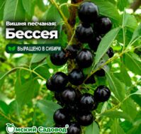 Вишня песчаная: Бессея Питомник Омский Садовод