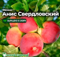 Питомник Омский Садовод