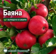 Яблоня: Баяна. Питомник Омский Садовод.
