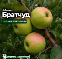 Питомник Омский Садовод