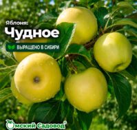 Питомник Омский Садовод