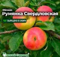 Питомник Омский Садовод