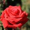 Саженцы - Роза чайно-гибридная: Лавли Ред. Питомник Омский Садовод.