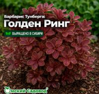 Барбарис Тунберга: Голден Ринг Питомник Омский Садовод