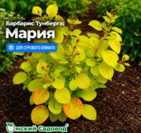 Барбарис Тунберга: Мария Питомник Омский Садовод