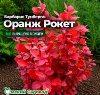 Барбарис Тунберга: Оранж Рокет Питомник Омский Садовод