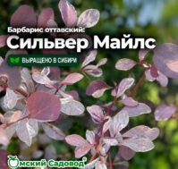 Барбарис оттавский: Сильвер Майлс Питомник Омский Садовод