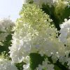 Саженцы - Гортензия метельчатая: Долли, Р9. Питомник Омский Садовод.
