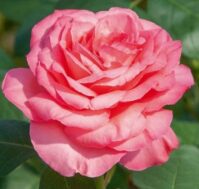 Питомник Омский Садовод