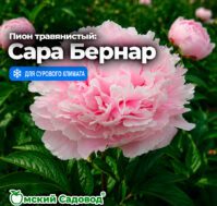 Питомник Омский Садовод