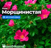 Питомник Омский Садовод
