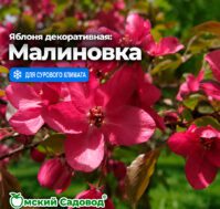 Питомник Омский Садовод