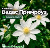 Питомник Омский Садовод