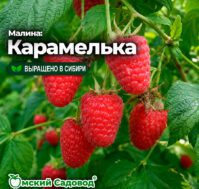Питомник Омский Садовод