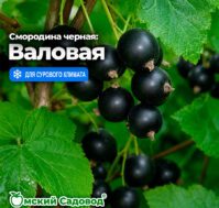 Питомник Омский Садовод
