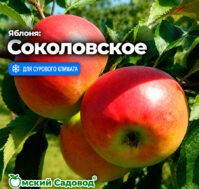 Питомник Омский Садовод