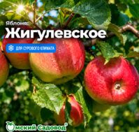 Питомник Омский Садовод