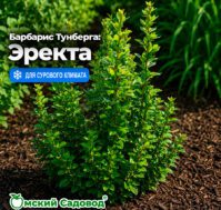 Барбарис Тунберга: Эректа Питомник Омский Садовод
