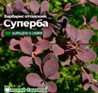 Барбарис оттавский: Суперба Питомник Омский Садовод