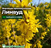 Питомник Омский Садовод