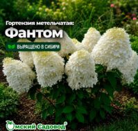 Питомник Омский Садовод