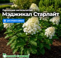 Питомник Омский Садовод