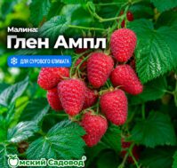 Питомник Омский Садовод