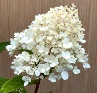 Питомник Омский Садовод