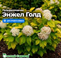 Питомник Омский Садовод