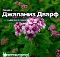 Питомник Омский Садовод