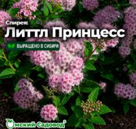 Питомник Омский Садовод