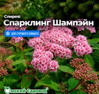 Питомник Омский Садовод