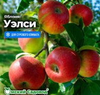 Питомник Омский Садовод