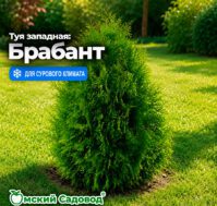 Питомник Омский Садовод