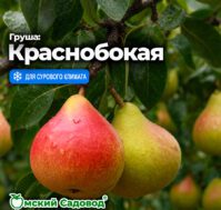 Питомник Омский Садовод