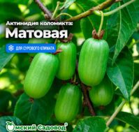 Питомник Омский Садовод
