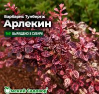 Барбарис Тунберга: Арлекин Питомник Омский Садовод