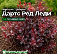 Барбарис Тунберга: Дартс Ред Леди Питомник Омский Садовод