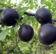 Слива: Чемальская черная