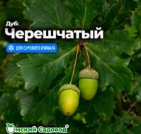 Питомник Омский Садовод