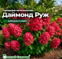 Питомник Омский Садовод
