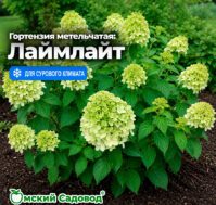 Питомник Омский Садовод