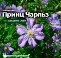 Клематис: Принц Чарльз Питомник Омский Садовод