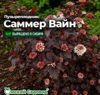 Питомник Омский Садовод
