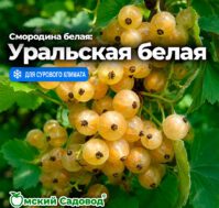 Питомник Омский Садовод